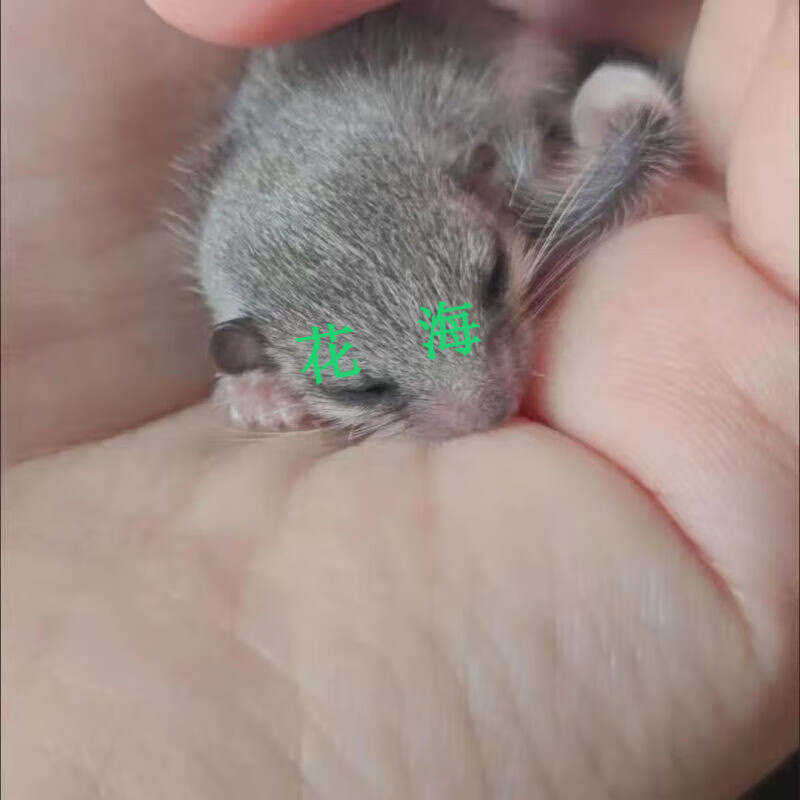 采缇西班牙睡鼠活体 小宠 宿舍小宠 拇指鼠西班牙睡鼠 可爱躺手 疫苗