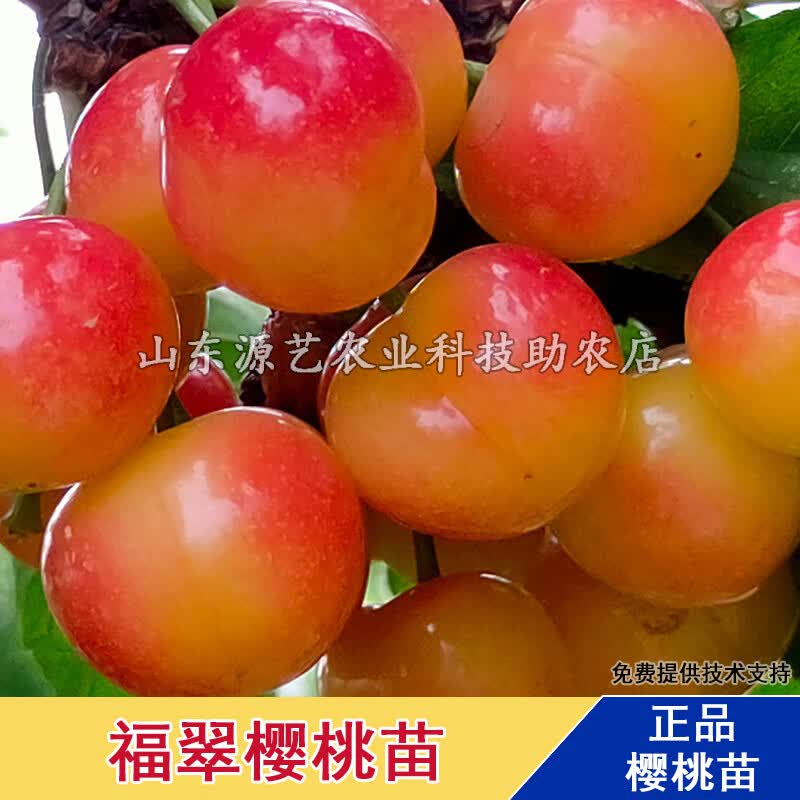 宏盼福翠樱桃树苖大果南方北方庭院地栽车厘子树苗盆栽嫁接苗当年结果