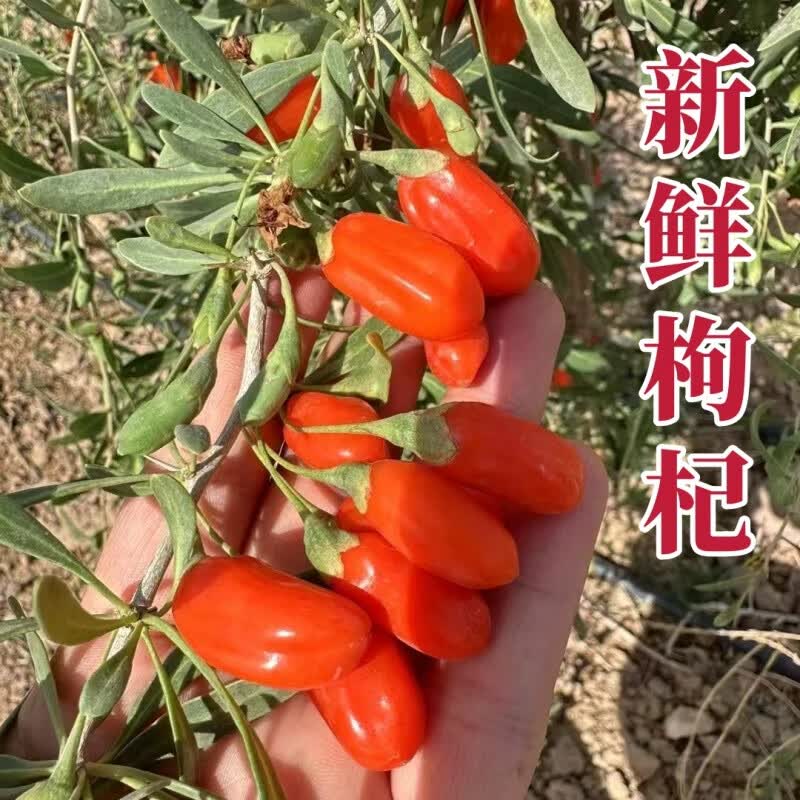 秦山农宁夏新鲜枸杞子现摘正宗头茬红枸杞当季即食水果大颗粒鲜果礼盒装 500g【125gx4盒】礼盒包装