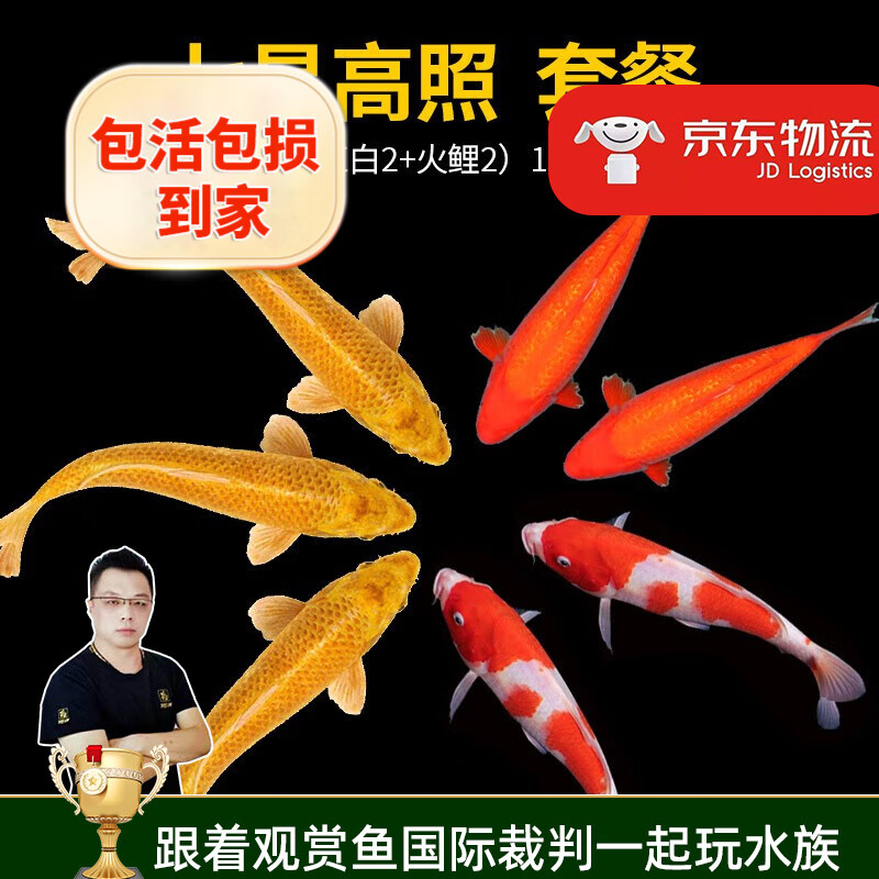 云峰海瑞锦鲤鱼观赏鱼活体淡水冷水鱼活鱼锦鲫活鱼小红鱼 七星高照