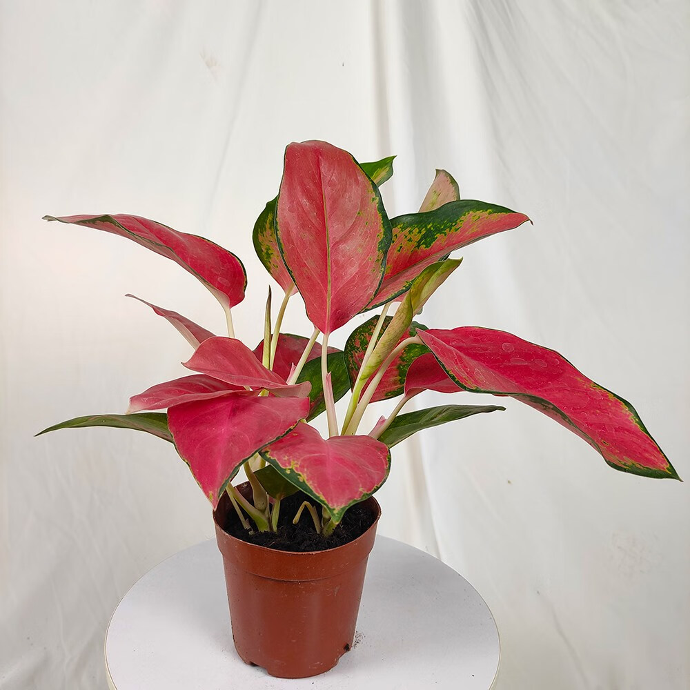 鱼七秒吉利红红叶如意皇后中国红室内四季绿植盆栽水培植物 中国红2苗