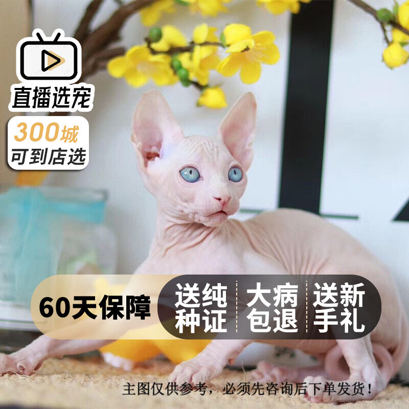 旺狗财猫无毛幼猫加拿大活体斯芬克斯无毛猫司芬克斯无毛猫 宠物级 公