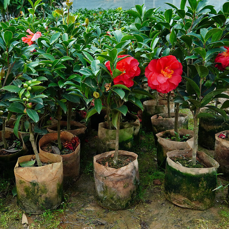 金花茶盆栽的养殖经验图片
