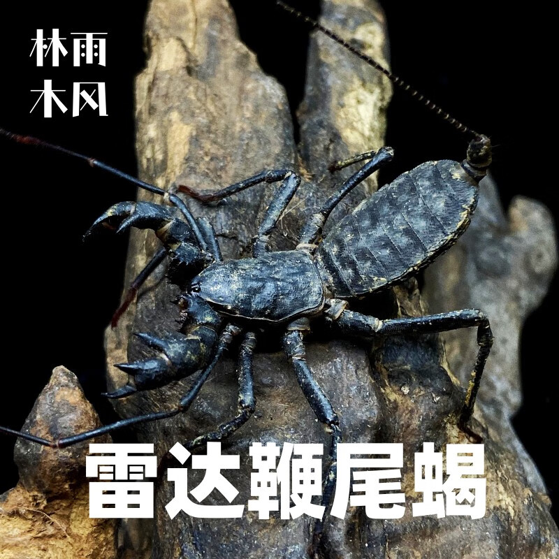 鞭尾蝎鞭蝎雷达蝎活体雨林蝎巨型宠物蝎子蜘蛛另类爬虫活体蝎 成体