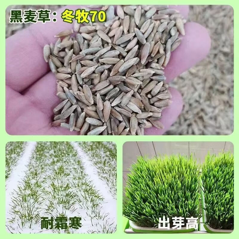 冬牧70黑麦草种子耐寒草籽猪牛羊鱼兔畜禽牧草籽四季牧草草籽 冬牧70