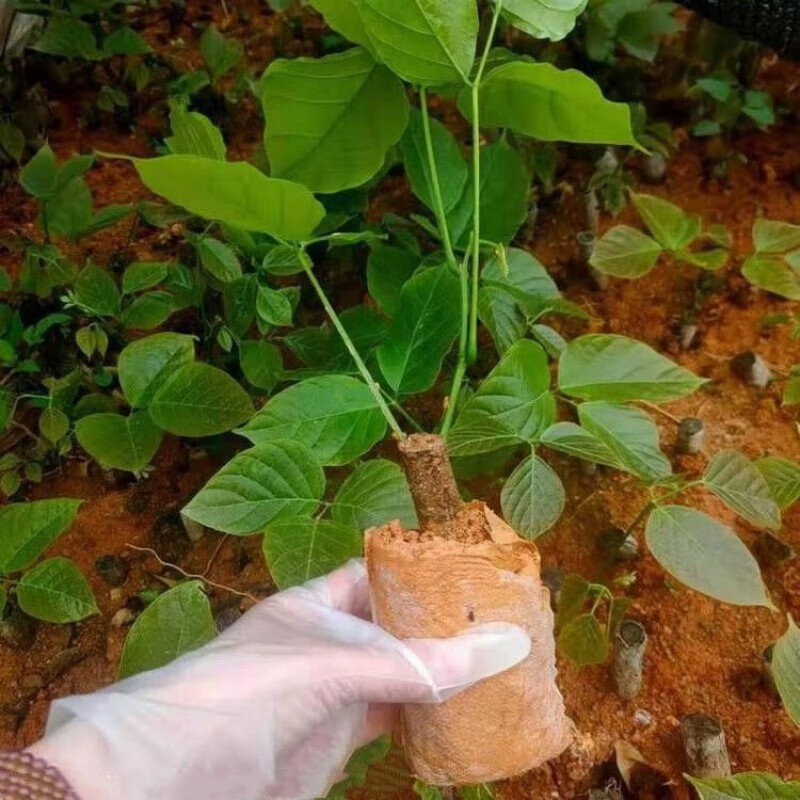 广西三叶鸡血藤树苗密花豆血风藤藤草药营养袋苗带根 鸡血藤袋苗带泥