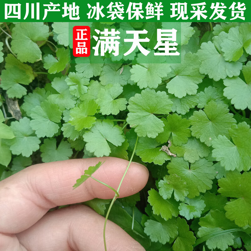 星中草药元胡荽铺地锦遍地锦中药材破铜钱采保鲜发货 新鲜满天星100g