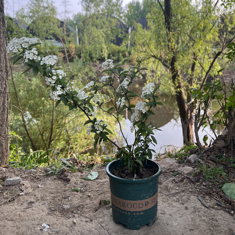 枫麦萱麻叶绣线菊盆栽珍珠梅喷雪花耐寒耐热好养春季开花 2-3个分支