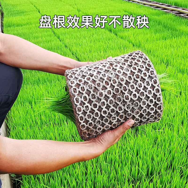 clcey生升农业水稻育秧基质早中晚稻水稻育苗育秧基质营养土插秧机60
