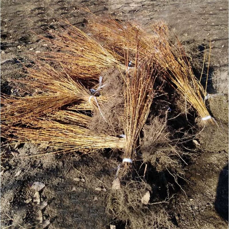 大量黑龙江蓝靛果树苗羊奶子苗品种苗耐寒南北易栽易活黑瞎子果树 5棵