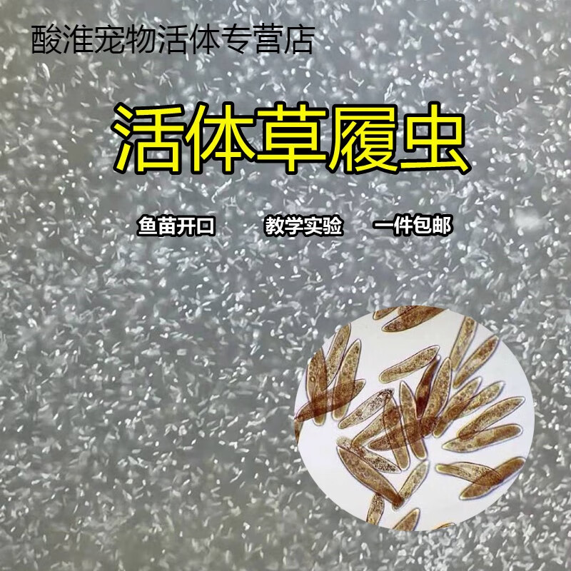 草履虫洄水回覆虫幼鱼鱼活苗水花开口实验种包邮定金 300ml( 滴管