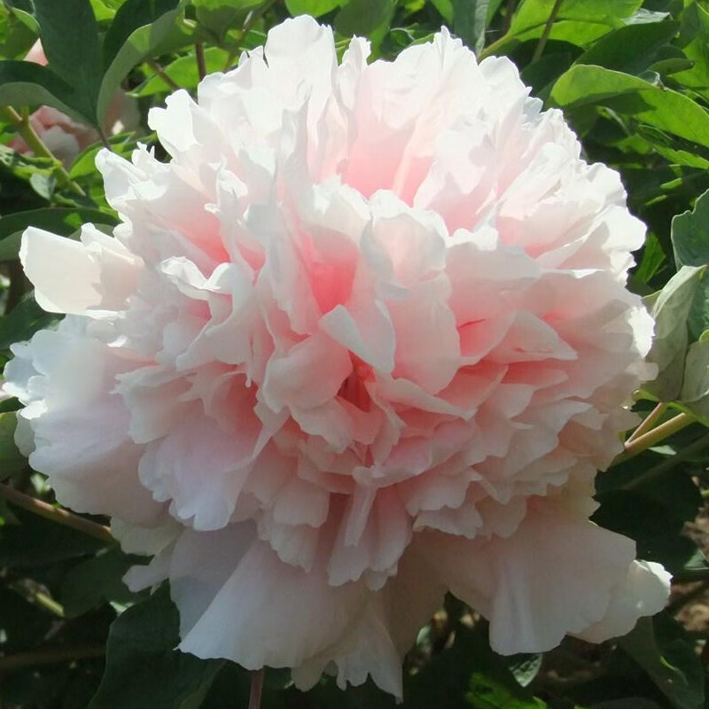 花苗盆栽绿植室内外阳台四季开花重瓣 赵粉【9-14分枝9年老桩大苗】