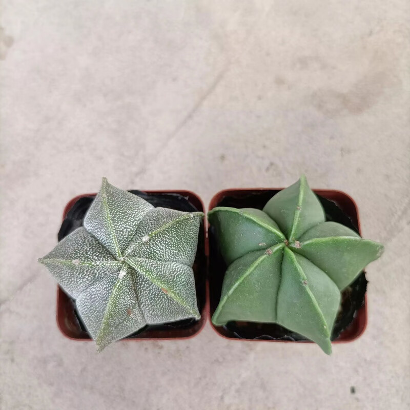 仙人球多肉植物办公室内开花五角星趣味新手好养 小琉璃 银沙五角鸾凤