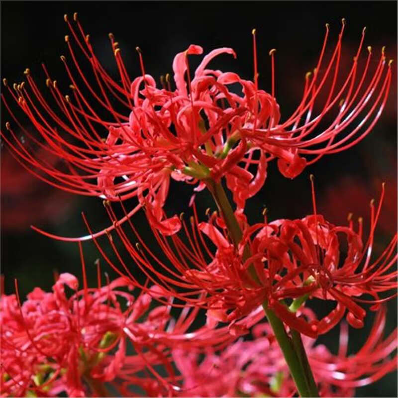 【红色】彼岸花5颗球 肥料