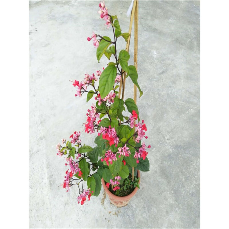 红色九龙吐珠 阳台盆栽红萼龙吐珠 麒麟龙吐珠攀援爬藤红龙吐珠花 红