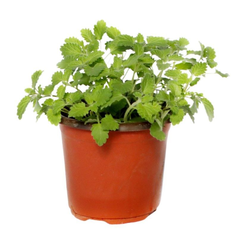 薄荷盆栽  猫喜欢吃的食物 成品 薄荷盆栽 驱蚊植物 猫薄荷 基地盆 带