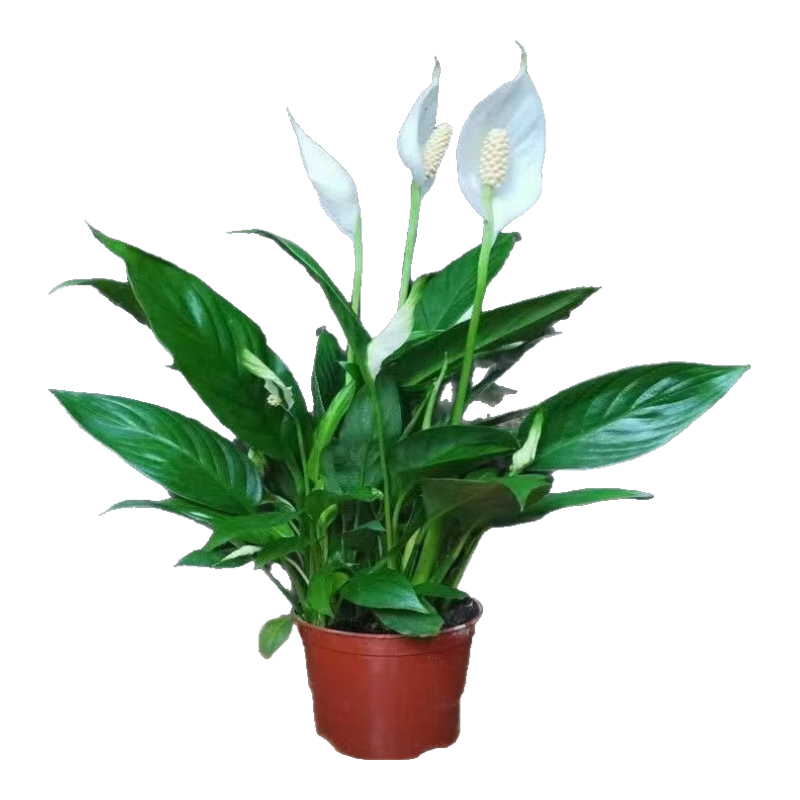 ͨ������С�������������ļ�����ֲ�ﻨ�� ����+�簲��Դͷֱ��