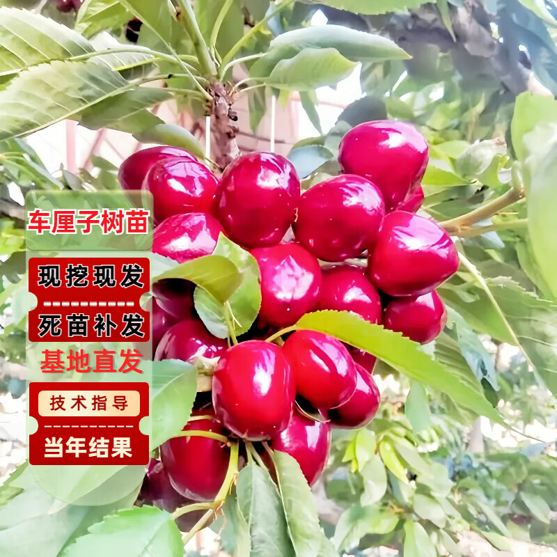 车厘子树苗 5年苗当年结果