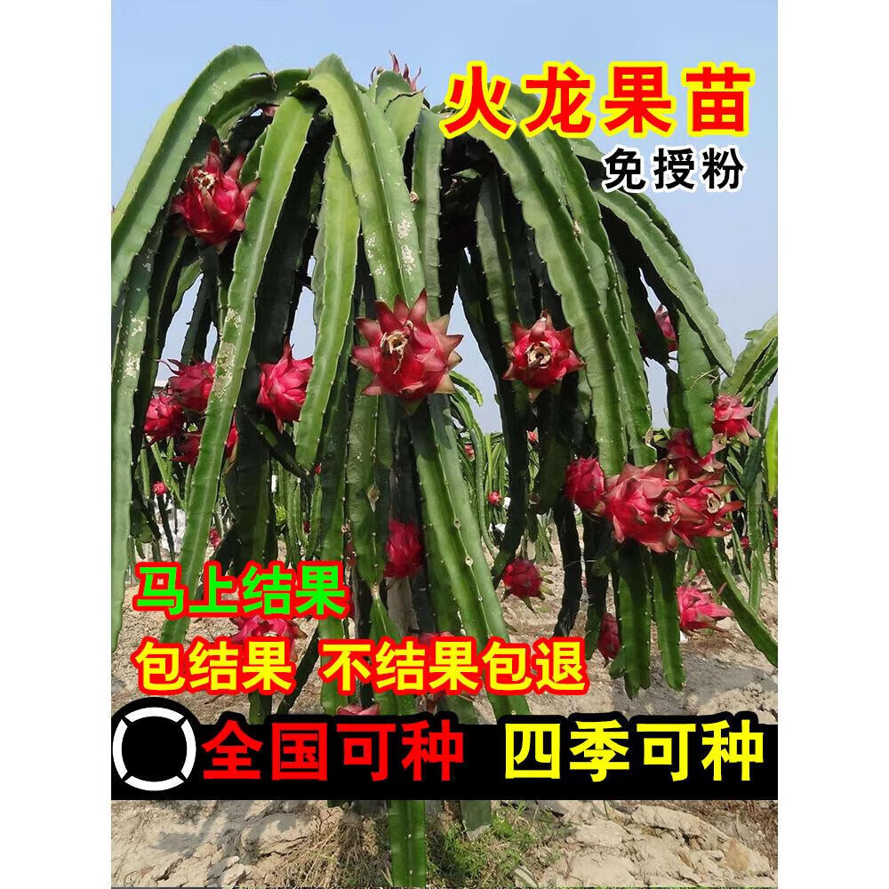 花棯红心火龙果树苗家庭阳台庭院四季南北种植盆栽水果种苗当年结果