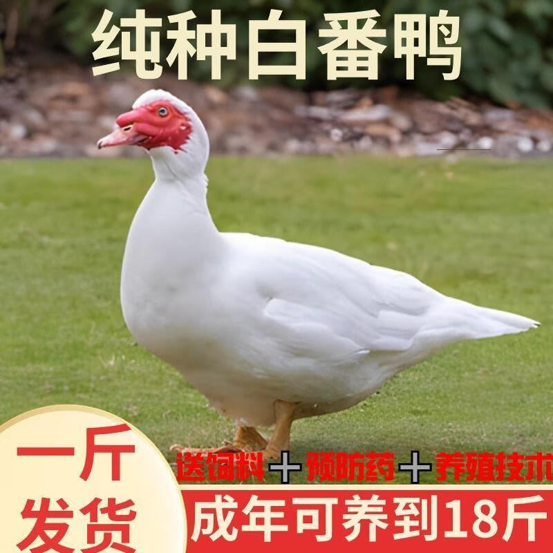 正宗纯种白番鸭苗活的鸳鸯苗小苗原种红脸鸭活苗下蛋大白鸭苗 一斤