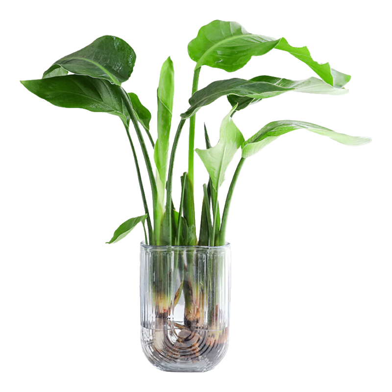 花翁水培鶴望蘭綠植盆栽花卉 天堂鳥3株40-50cm【配灰U形瓶】源頭直發(fā)