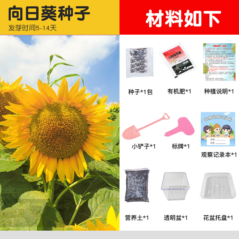 clcey向日葵秧苗苗切花阳台盆栽花卉多头油葵观赏种子 向日葵种子套餐