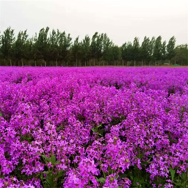 花诗诗蓝香芥种子易活花卉种子花籽四季易种庭院 盆栽室外景观花海