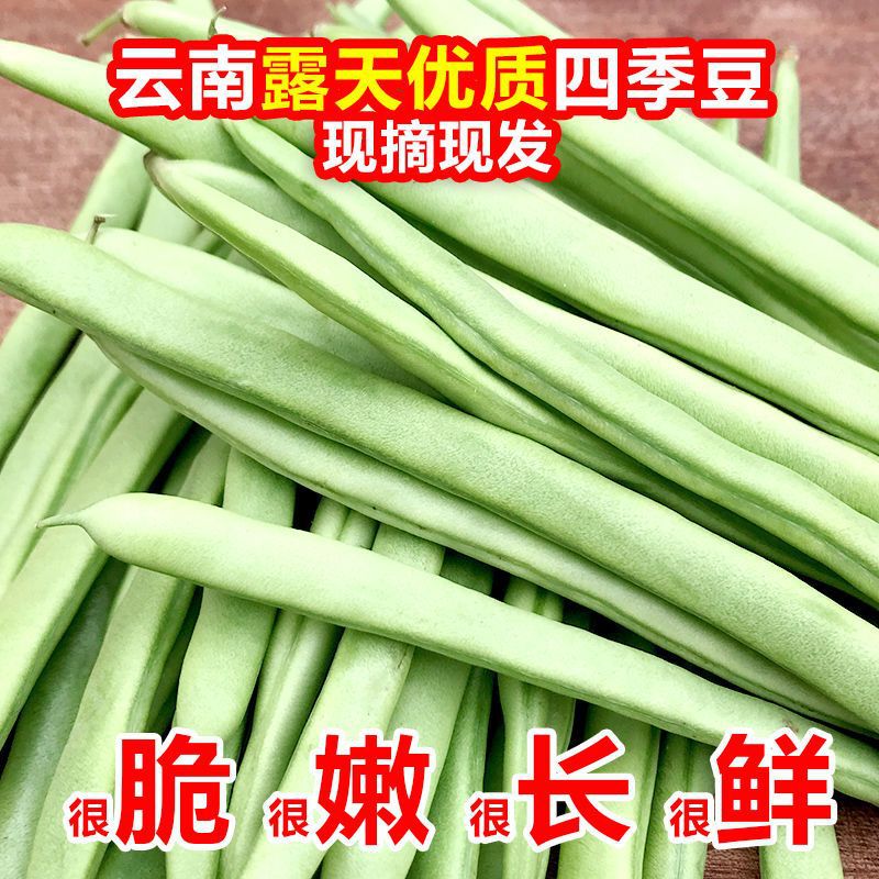 现摘云南露天四季豆新鲜时令无筋豆芸豆新鲜蔬菜5斤装 现摘四季豆5斤