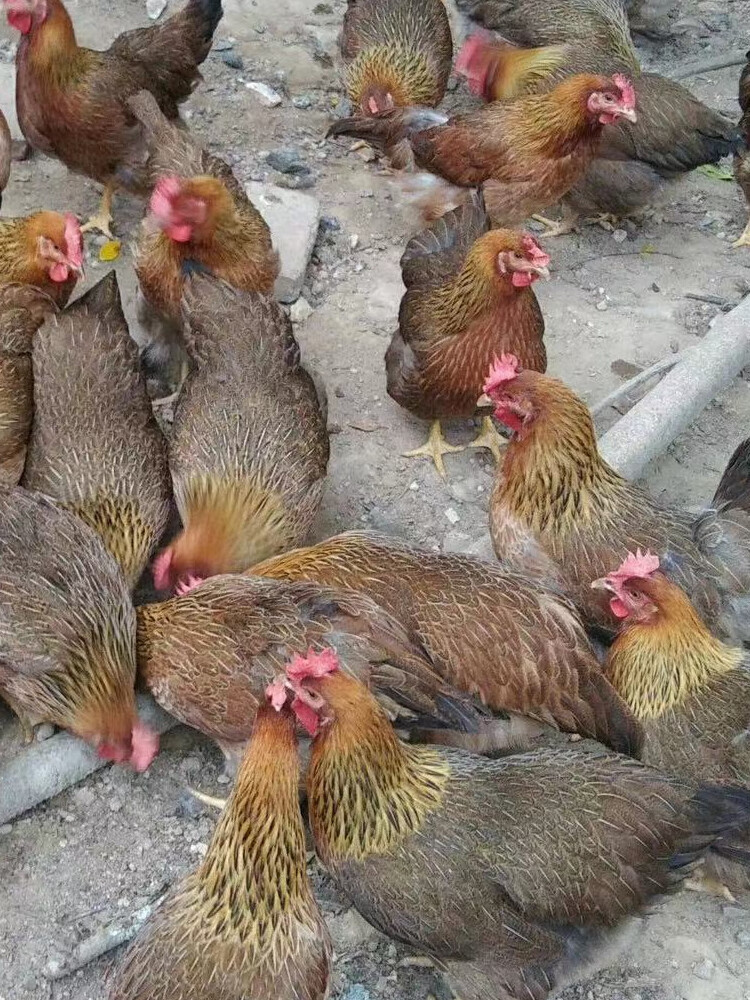 小鸡活苗麻鸡清远鸡活体蛋鸡土鸡活物草公鸡苗芦花鸡三黄鸡批发 清远