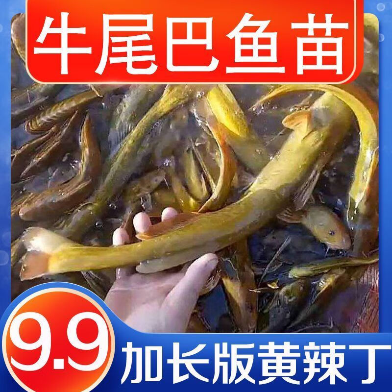 牛尾巴鱼苗乌苏里黄河拟鲿批发四川重庆本地附近淡水养殖食用鱼苗 牛