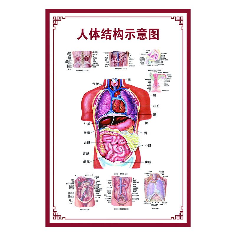 图幻人体内脏解剖系统示意图医学骨骼肌肉器官血管血液结构图医院海报 人体骨骼示意图 120厘米 * 80厘米油画布