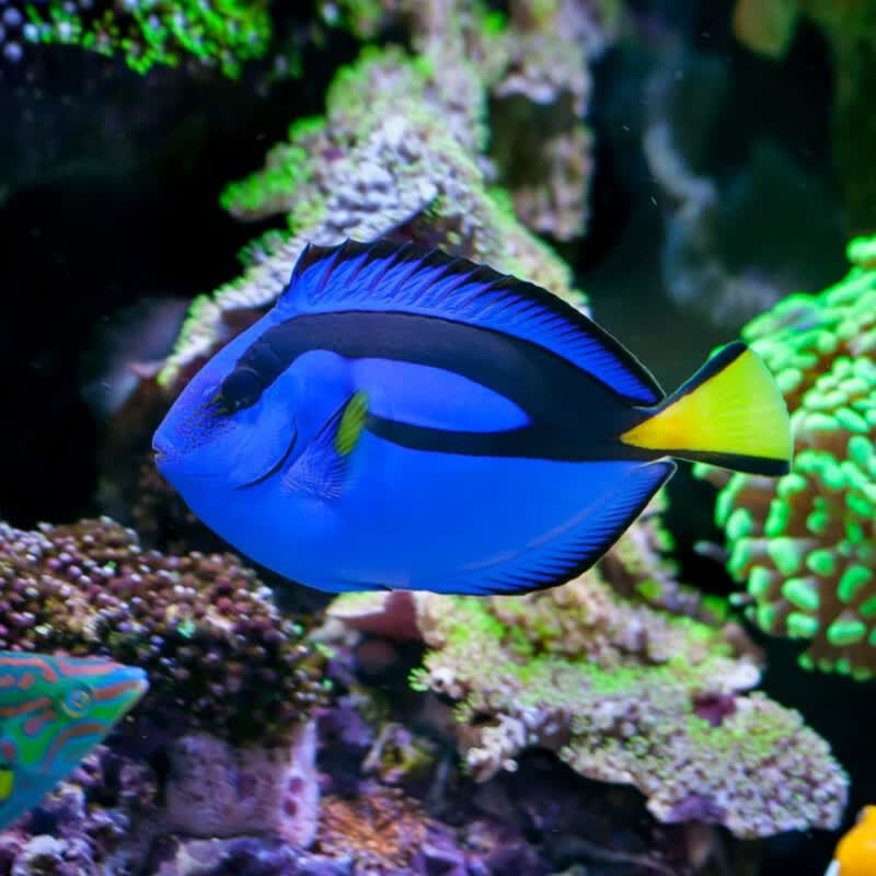 蓝吊粉蓝吊海水鱼活体海水缸明星宠物珊瑚活体已检疫秒颗粒 野生蓝吊3