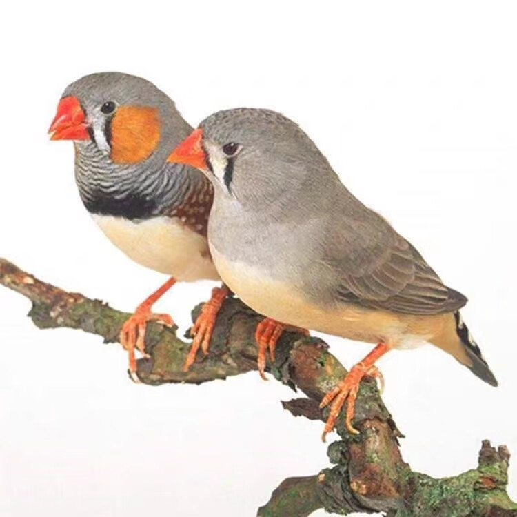 珍珠鸟活体宠物灰白文珍珠鸟十姐妹保姆种鸟一对繁殖小幼鸟袖珍鸟 灰