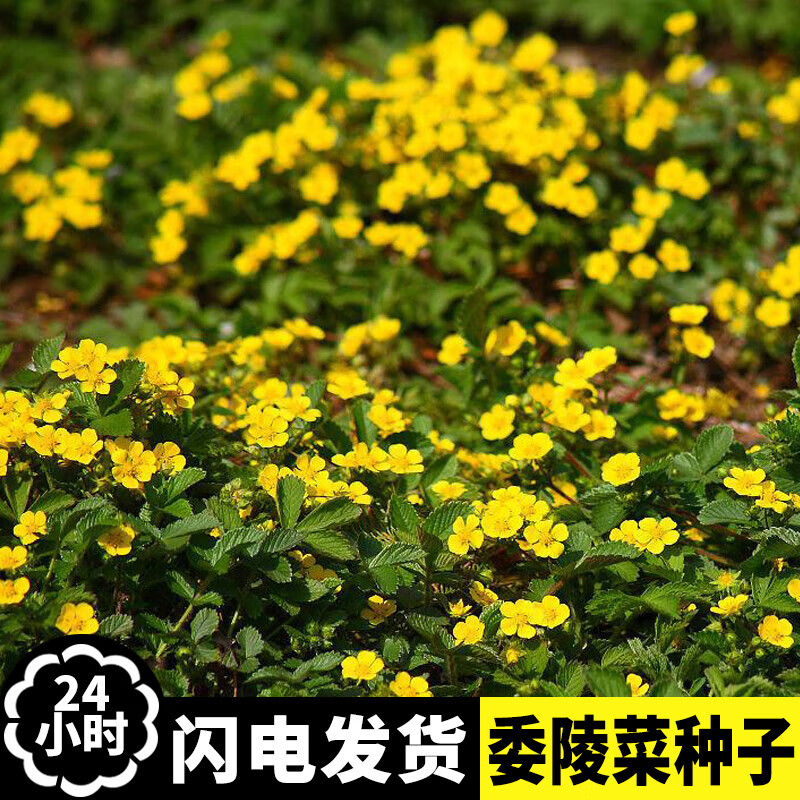 山谷里的居民多年生草本委陵菜种子翻白草白头翁蛤蟆草种籽天青地白四