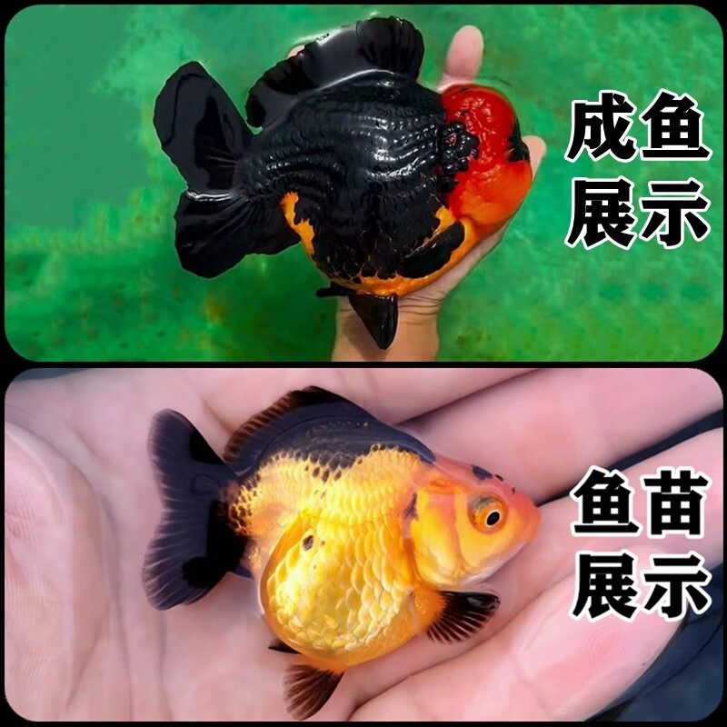 百褶泰狮金鱼活鱼精品进口f1观赏苗包金将军冷淡水好养耐活易养活 5