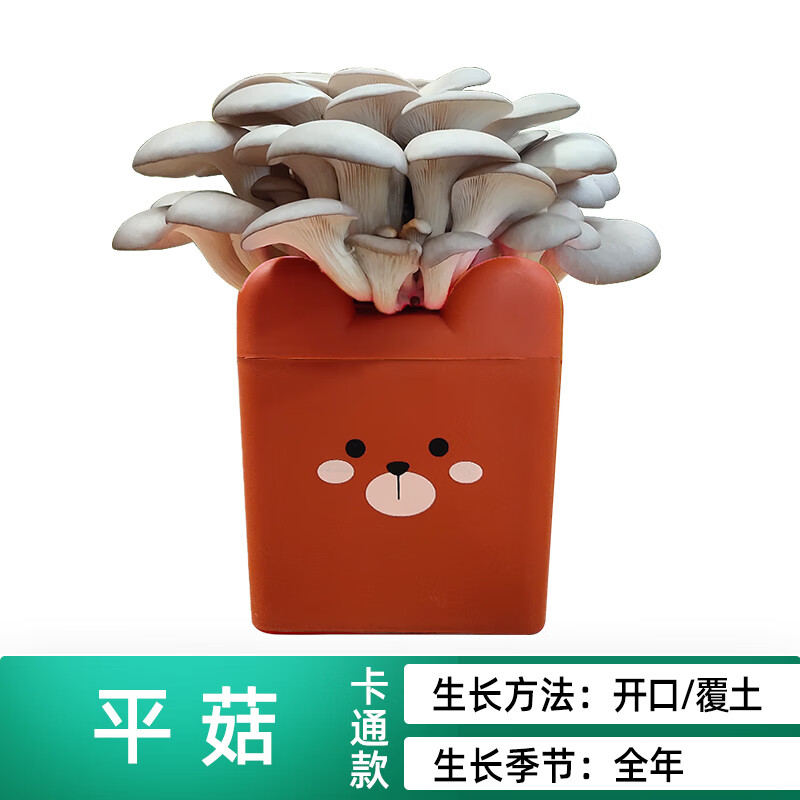 平菇卡通盒装蘑菇种植包菌包阳台桶装菌菇种家庭养种食用菌种盆栽