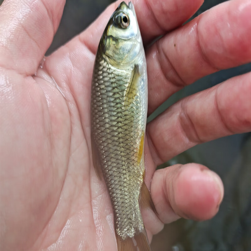 草鱼苗活体淡水养殖食用草鱼苗批发鲩鱼苗脆肉鲩鱼苗草鱼鱼苗青草 5-7