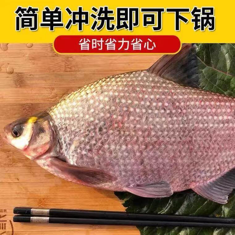 皓谦【jd京鲜配送】鳊鱼大扁鱼淡水鱼鲜活鲳鳊鱼生鲜食材小活鱼现杀