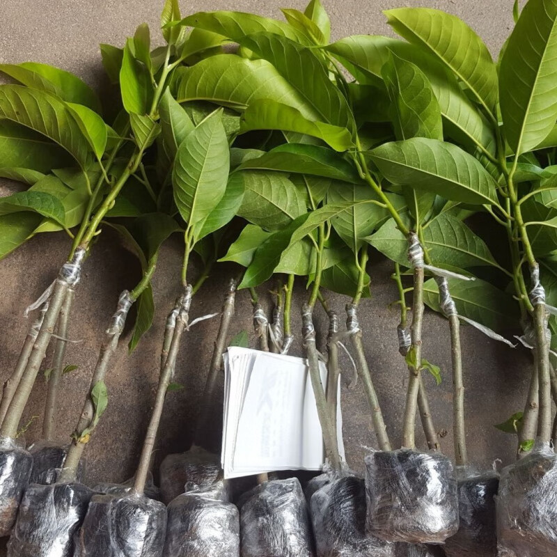 春枝韵白玉兰花树苗盆栽白兰花树苗嫁接白兰苗黄兰花树苗黄桷兰白玉兰