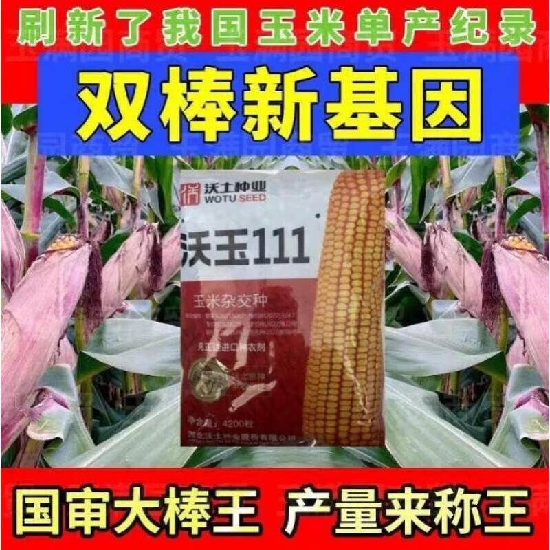 新种杂交玉米沃玉111矮杆白轴大棒玉米种子抗病抗倒春夏播苞米种 新种