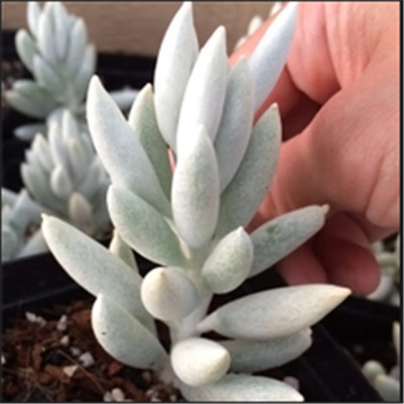 银月高贵银白色 多肉植物盆栽花卉绿植银蚕群生多头肉肉净化空气 银月