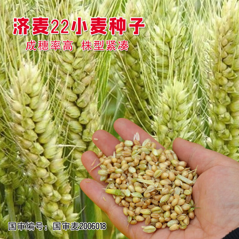 秋颖国审济麦22小麦种子强筋大田冬小麦籽高产矮秆抗倒大穗原种 济麦