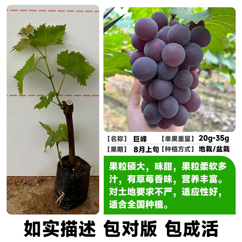 玫瑰果树苗夏黑果苗盆栽南北方耐寒四季种植院爬藤 巨峰葡萄苗20-30cm