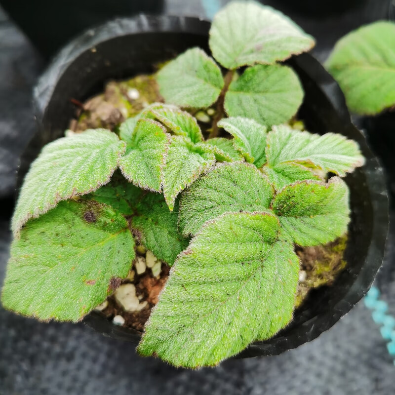 禾之润野生覆盆子苗地栽空心萢食用刺泡儿苗四季阳台庭院种植盆栽树莓