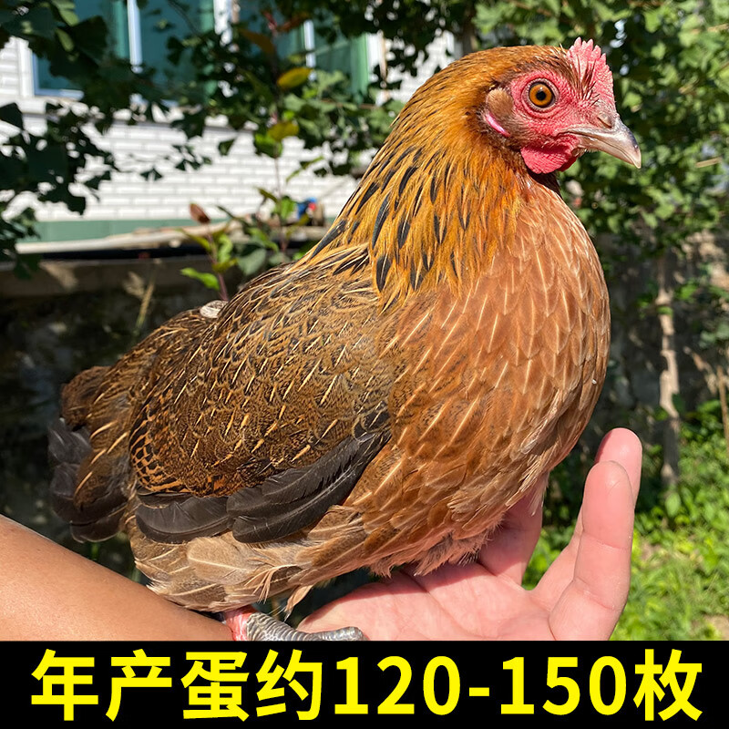 纯种云南茶花鸡种蛋受精蛋可孵化一代二代原鸡杂交有野性土鸡种蛋 10