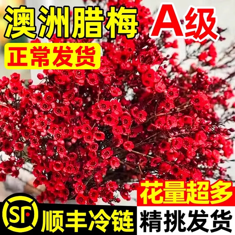 ���ڲ��������Ű�����÷�ʻ�ˮ����֦�ʻ����ϻ���ֱ�����������������ܻ����ڼ� ������÷8֦-ϲ���+����Ҽ�