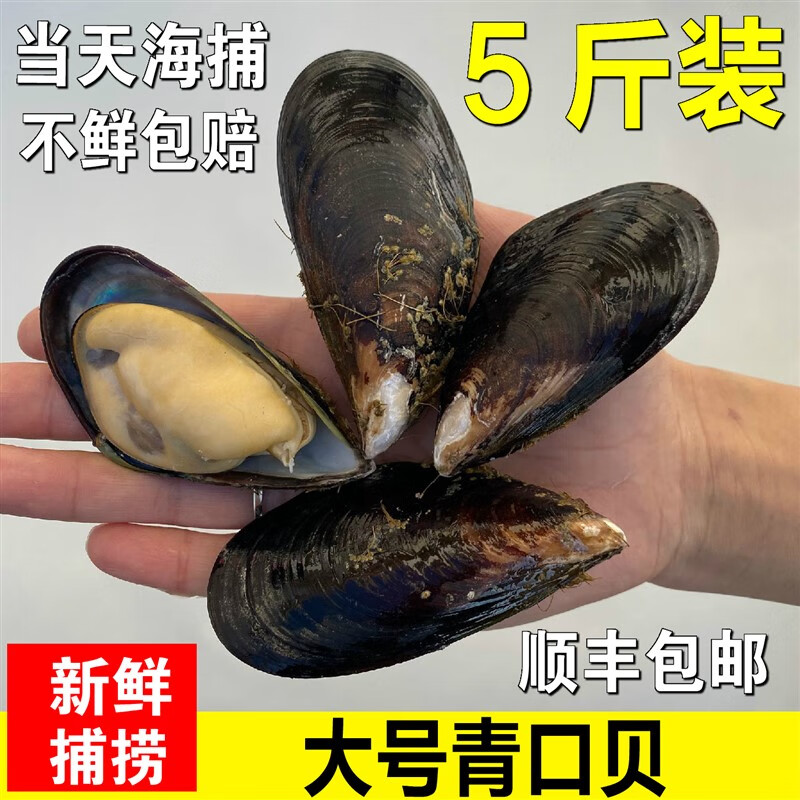 鲜有志野生大青口贝鲜活特大海虹淡菜新鲜冷冻海鲜贻贝青口贝水产 3斤