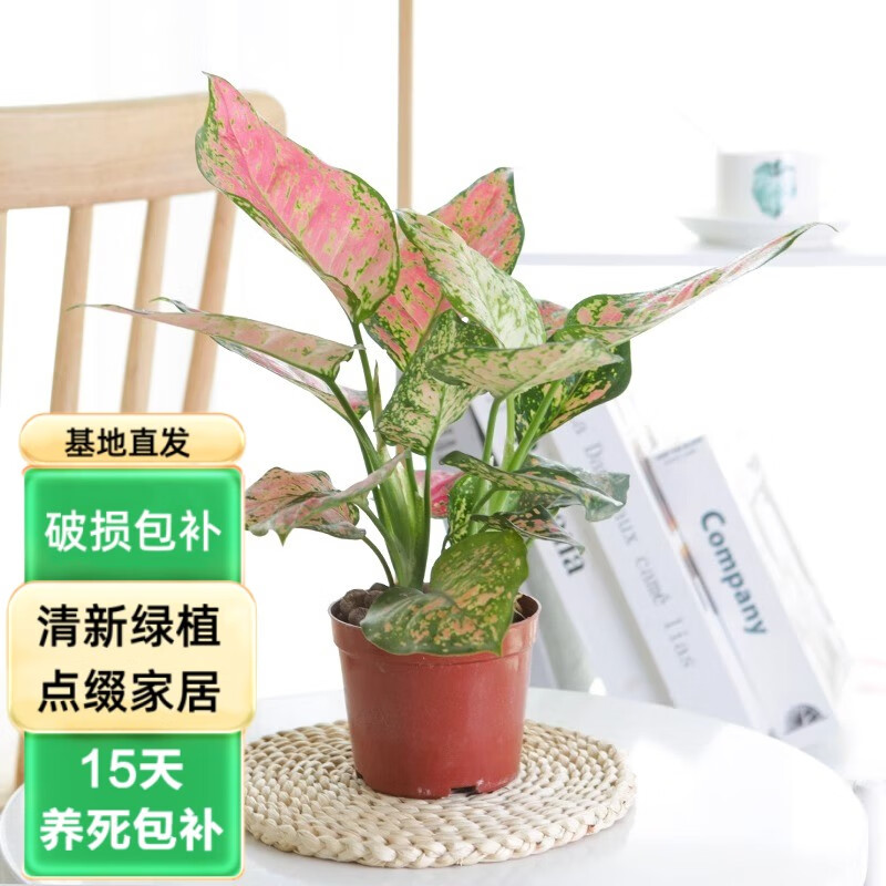 春枝韵如意皇后花盆栽吉利红万年红火植物室内水培绿植花卉四季观叶