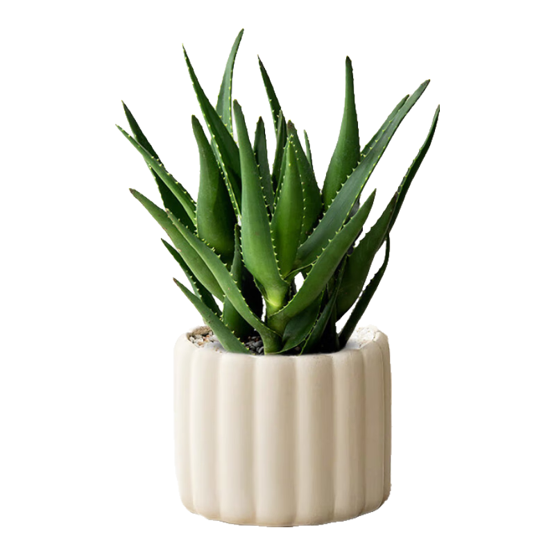 �����о�Ʒ��ͷ«���칫���������ļ���ֲ����ȩ����Դͷֱ�� 219.2Ԫ��4��(��54.8Ԫ/��)