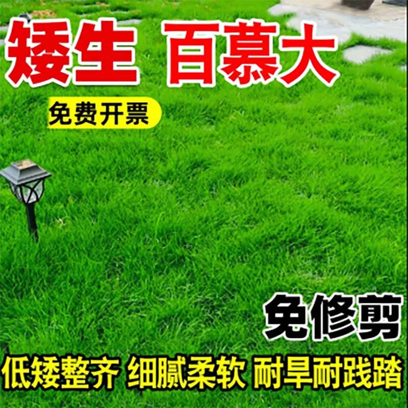 茗花潭草坪种子矮生四季青草坪草籽庭院绿化四季常青护坡草种子免修剪